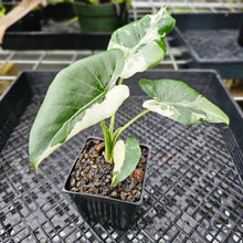 Load image into Gallery viewer, Alocasia Odora, Okinawa Silver, Exact Plant Variegated 4&#39;&#39; pot
