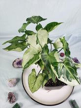 Load image into Gallery viewer, Three Kings Magic marble, exact pl, doubl. pl., var. Syngonium, ships nationwide
