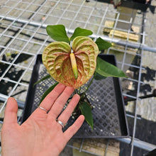 Load image into Gallery viewer, Anthurium Veronica, green, speckled, Exact Plant
