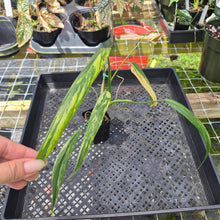 Load image into Gallery viewer, Philodendron Holtonianum Variegated, Exact Plant Ships Nationwide
