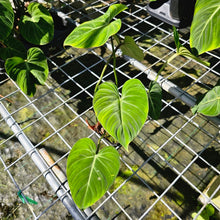 Load image into Gallery viewer, Philodendron Gloriosum, Pink Veined Back, Exact Plant Double plant pot
