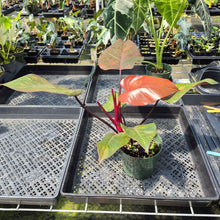 Load image into Gallery viewer, Philodendron Orange Princess Variegated exact plant, Fedex 2day
