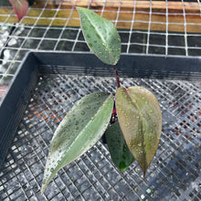 Load image into Gallery viewer, Philodendron Royal Queen 2.5" pot, Fedex 2day*
