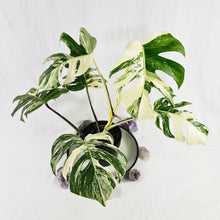 Load image into Gallery viewer, Monstera Borsigiana Albo Deliciosa, Exact Plant Variegated Ships Nationwide
