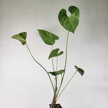 Load image into Gallery viewer, Anthurium Decipiens, Exact Plant Ships Nationwide
