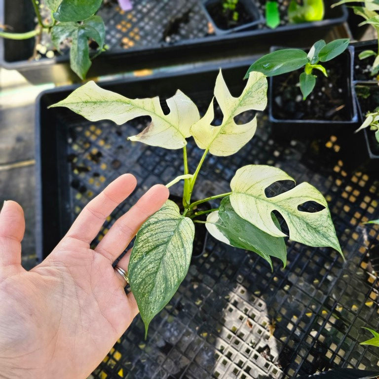 Rhaphidophora Tetrasperma White Monster, Exact Plant Variegated Ships Nationwide