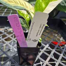 Load image into Gallery viewer, Rhaphidophora Lobbii, Exact Plant Variegated Ships Nationwide
