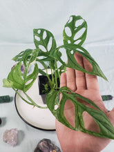 Load image into Gallery viewer, Monstera Adansonii Mint &quot;Indonesia&quot;, Exact Plant Variegated
