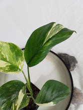 Load image into Gallery viewer, Monstera Lechleriana , Exact Plant Variegated Ships Nationwide
