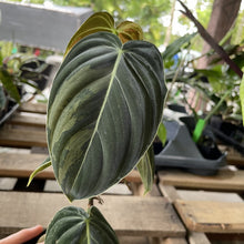 Load image into Gallery viewer, Philodendron Melanochrysum Variegated exact plant, Fedex 2day*
