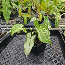 Load image into Gallery viewer, Syngonium Three Kings Magic Marble, Exact Plant Variegated Ships Nationwide
