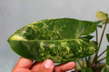 Load image into Gallery viewer, Variegated Philodendron Burle Marx Exact Plant
