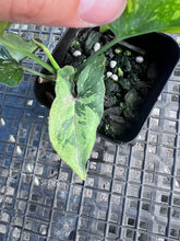Load image into Gallery viewer, Syngonium Red Spot Tricolor, Exact Plant Variegated Ships Nationwide
