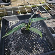 Load image into Gallery viewer, Philodendron Orchid Jungle, Exact Plant Ships Nationwide
