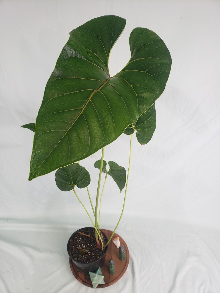 decipiens anthurium Anthurium Decipiens 6" pot, Fedex 2day