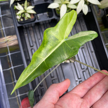 Load image into Gallery viewer, Alocasia Sarian aurea variegated 2.5" pot, Fedex 2day*
