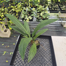 Load image into Gallery viewer, Philodendron Campii Lynette exact plant, Fedex 2day*
