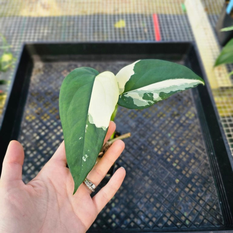 Syngonium Chiapense, Exact Plant Variegated 4