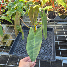 Load image into Gallery viewer, Philodendron Maximum , Exact Plant Ships Nationwide
