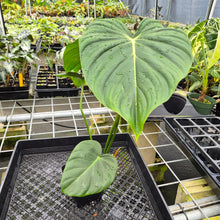 Load image into Gallery viewer, Philodendron Pastazanum exact plant, Fedex 2day
