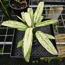 Load image into Gallery viewer, Aglaonema Ice Queen, Silver Queen, Exact Plant Variegated
