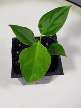 Load image into Gallery viewer, Anthurium Veitchii Narrow Form 2.5&quot; starter pot, ships nationwide
