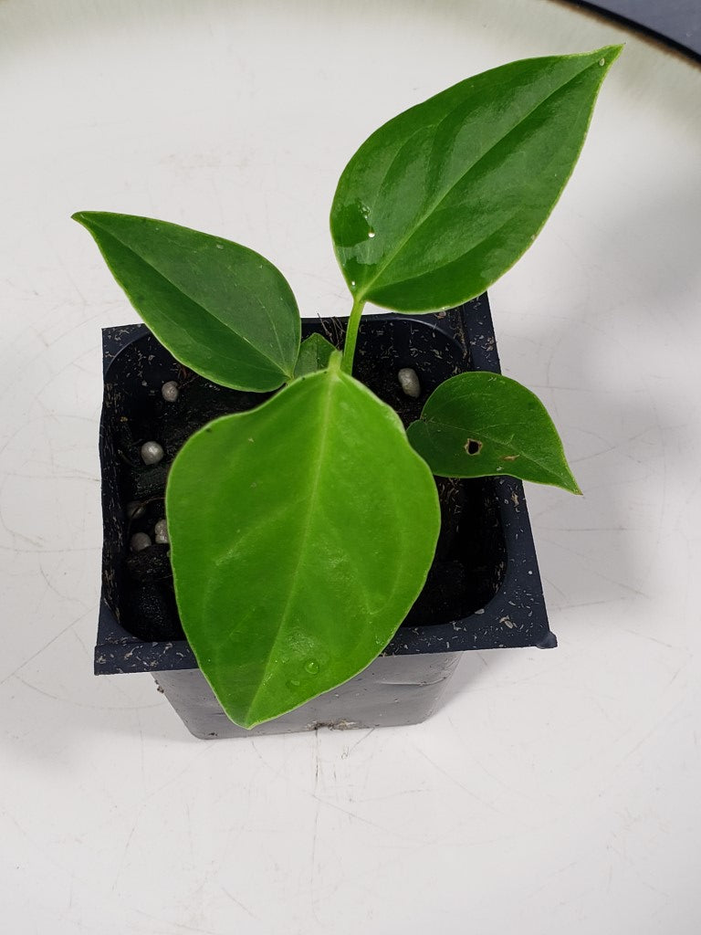 Anthurium Veitchii 2.5