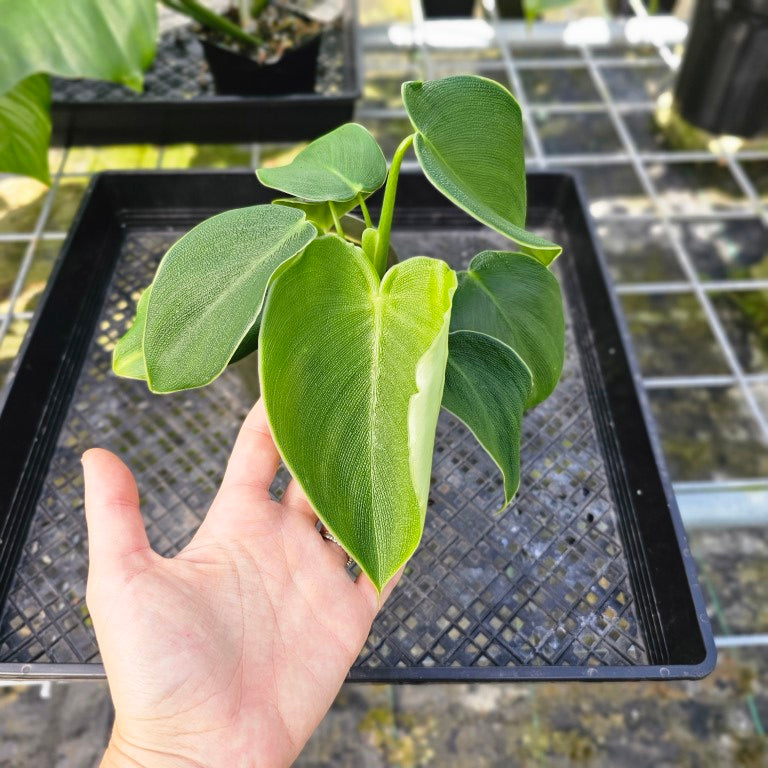 Philodendron Rugosum, Exact Plant