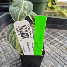 Load image into Gallery viewer, Philodendron Melanochrysum, Exact Plant Variegated Ships Nationwide
