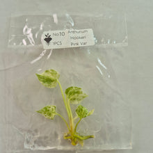 Load image into Gallery viewer, Anthurium Hookeri Pink Variegated tissue culture 2DayAir
