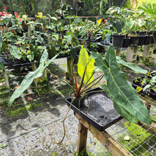 Load image into Gallery viewer, Philodendron Sp. Napo, Betsyii exact plant, Fedex 2day*
