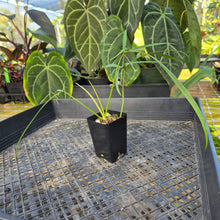 Load image into Gallery viewer, Philodendron Polypodoides, Exact Plant Ships Nationwide
