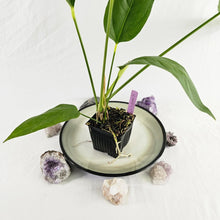 Load image into Gallery viewer, Anthurium Spectabile, Exact Plant Ships Nationwide
