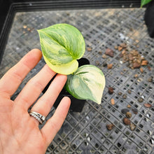 Load image into Gallery viewer, Scindapsus Rubicon, Exact Plant Variegated Ships Nationwide
