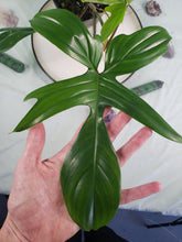 Load image into Gallery viewer, Florida Green reverted Beauty, Exact Plant, Philodendron
