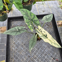 Load image into Gallery viewer, Alocasia simpo albo Exact Plant Ships Nationwide

