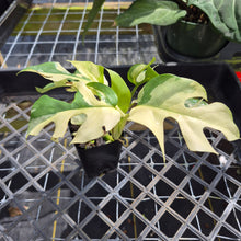 Load image into Gallery viewer, Rhaphidophora Tetrasperma Albo, Exact Plant Variegated Ships Nationwide
