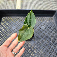 Load image into Gallery viewer, Anthurium Ace Of Spades X Papillilaminum, Exact Plant Ships Nationwide
