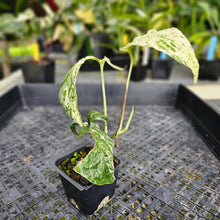 Load image into Gallery viewer, Amydrium Medium, Exact Plant Variegated Ships Nationwide
