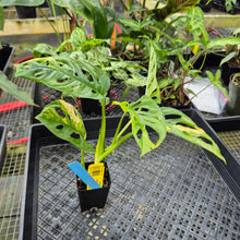 Load image into Gallery viewer, Monstera Adansonii Aurea, Exact Plant Variegated Ships Nationwide
