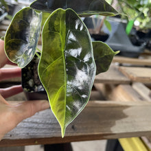 Load image into Gallery viewer, Alocasia Azlanii Aurea variegated exact plant, Fedex 2day*
