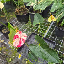 Load image into Gallery viewer, Anthurium Shibori, Exact Plant Variegated
