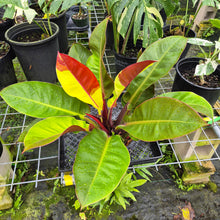 Load image into Gallery viewer, Philodendron Red Moon. not Yellow Flame, Exact Plant Variegated
