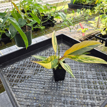Load image into Gallery viewer, Philodendron Caramel Marble, Exact Plant Variegated Ships Nationwide
