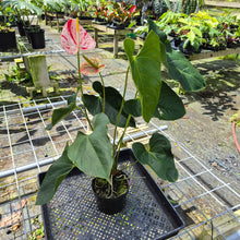 Load image into Gallery viewer, Anthurium Shibori, Exact Plant Variegated
