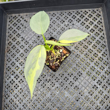 Load image into Gallery viewer, Philodendron Hastatum Silver Sword Variegated exact plant, Fedex 2day*
