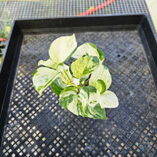Load image into Gallery viewer, Pothos Manjula, Exact Plant variegated 4&quot; Ships Nationwide
