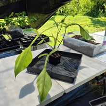 Load image into Gallery viewer, Philodendron Joepii Mint variegated exact plant, Fedex 2day*
