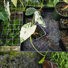 Load image into Gallery viewer, Alocasia Frydek, Exact Plant Variegated Multi plant
