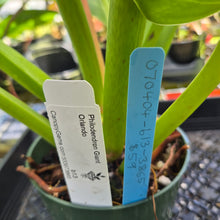 Load image into Gallery viewer, Philodendron Giant Orlando, Exact Plant Ships Nationwide
